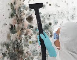 Trusted Springfield, KY Mold Prevention & Removal  Experts